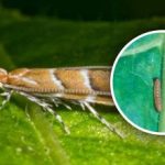 Μια νέα εισβολή παρασίτων στην Ουκρανία: το 80% των καλλιεργειών