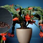 Πώς να ταΐσετε τον καφέ dekabrista: το φυσικό λίπασμα θα κάνει θαύμα τα Χριστούγεννα Πώς να ταΐσετε τον καφέ dekabrista: το φυσικό λίπασμα θα