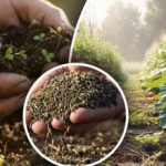 Καρποφόρα κάτω από το χιόνι: τρία siderates που προετοιμάζουν το έδαφος για την άνοιξη Καρποφόρα κάτω από το χιόνι: τρία siderates που προετοιμάζουν το