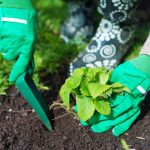 Πότε να φυτέψετε φράουλες το φθινόπωρο για να μαζέψετε κουβάδες