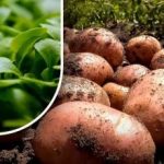 Η γη θα είναι σαν χνούδι: ένας κηπουρός είπε τι