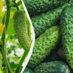 Τα αγγούρια θα διαρκέσουν μέχρι τον παγετό: ποιες ποικιλίες μπορούν