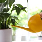 Ένας ειρηνικός κρίνος θα σταματήσει να κιτρινίζει και θα αναζωογονηθεί σε λίγες ώρες: η αποδεδειγμένη μέθοδος Ένας ειρηνικός κρίνος θα σταματήσει να κιτρινίζει και θα αναζωογονηθεί