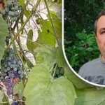 Ένα απλό κόλπο για καλή συγκομιδή: ένας κηπουρός αποκαλύπτει τον κύριο εχθρό των σταφυλιών Ένα απλό κόλπο για καλή συγκομιδή: ένας κηπουρός αποκαλύπτει τον