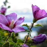 Πώς να κλαδέψετε σωστά τον ιβίσκο για να αποκτήσετε έναν