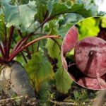 Πότε να συγκομίσουμε παντζάρια το 2025: δύο σημάδια ενός ώριμου λαχανικού ονομάζονται Πότε να συγκομίσουμε παντζάρια το 2025: δύο σημάδια ενός ώριμου