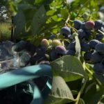 Τα βατόμουρα μπορούν να αντέξουν κάθε παγετό: ο κηπουρός αποκάλυψε τα κύρια μυστικά φθινοπωρινής φροντίδας Τα βατόμουρα μπορούν να αντέξουν κάθε παγετό: ο κηπουρός αποκάλυψε