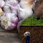 Το χειμώνα το σκόρδο δεν αρέσει: κηπουρός ανακάλυψε το μυστικό του τέλειου κρεβατιού για το χειμώνα Το χειμώνα το σκόρδο δεν αρέσει: κηπουρός ανακάλυψε το μυστικό