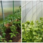 Μια συγκομιδή ρεκόρ θα εκπλήξει ακόμη και τους γείτονες: πώς