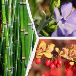 Ποια καλλωπιστικά φυτά είναι καλύτερα να μην φυτεύονται κοντά στο σπίτι: οι ειδικοί ονόμασαν 10 ανεπιθύμητα είδη Ποια καλλωπιστικά φυτά είναι καλύτερα να μην φυτεύονται κοντά στο