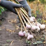 Λάθη που κάνουν ακόμη και έμπειροι κηπουροί: τι δεν πρέπει