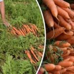 Πώς να καταλάβετε πότε είναι ώριμα τα καρότα – οι