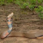 Οι επιστήμονες δημιούργησαν ένα αντίδοτο νέας γενιάς για τα δαγκώματα φιδιών χρησιμοποιώντας αίμα καρχαρία Οι επιστήμονες δημιούργησαν ένα αντίδοτο νέας γενιάς για τα δαγκώματα