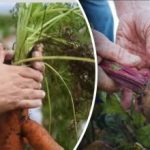 Ευνοϊκές ημέρες: πότε να σκάψετε καρότα και παντζάρια σύμφωνα με