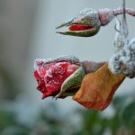 Πώς να κλαδέψετε σωστά τα τριαντάφυλλα για να επιβιώσουν το