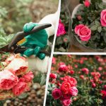 Πώς να καλλιεργήσετε ένα ολόκληρο παρτέρι από ένα τριαντάφυλλο: μια