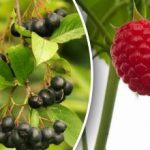 Πρέπει να βιαστείτε: ποιοι θάμνοι μούρων φυτεύονται τον Σεπτέμβριο Πρέπει να βιαστείτε: ποιοι θάμνοι μούρων φυτεύονται τον Σεπτέμβριο