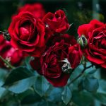 Σημαντικοί κανόνες για τη φροντίδα των τριαντάφυλλων το φθινόπωρο: οι