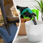 Τι να σπείρετε και να φυτέψετε το Νοέμβριο: σεληνιακό ημερολόγιο