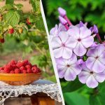 Αυτά τα 7 φυτά πρέπει να φυτευτούν τον Νοέμβριο: είναι η ιδανική εποχή για να τα φυτέψετε Αυτά τα 7 φυτά πρέπει να φυτευτούν τον Νοέμβριο: είναι