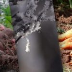 Τα καρότα και τα παντζάρια θα φέρουν πλούσια συγκομιδή: χρυσές