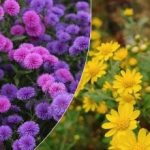 Αφήστε τα να ανθίσουν πριν το χιόνι: ο καλύτερος τρόπος