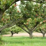 Πώς να κλαδέψετε σωστά τις μηλιές για να είστε πάντα