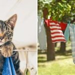 Ένα απροσδόκητο μέρος στο σπίτι: ρούχα και κλινοσκεπάσματα στεγνώνουν στο λεπτό Ένα απροσδόκητο μέρος στο σπίτι: ρούχα και κλινοσκεπάσματα στεγνώνουν στο