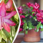 Πώς να κάνετε μια ντεκαμπρίστα να ανθίσει εγκαίρως για τα