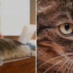 Πώς να απογαλακτίσετε μια γάτα από την αναρρίχηση στο τραπέζι: ο κτηνίατρος δίνει απλές συμβουλές Πώς να απογαλακτίσετε μια γάτα από την αναρρίχηση στο τραπέζι: