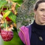 Μια κουταλιά λίπασμα λύνει τα πάντα: πώς να φυτέψετε σμέουρα το φθινόπωρο για μια πλούσια συγκομιδή Μια κουταλιά λίπασμα λύνει τα πάντα: πώς να φυτέψετε σμέουρα