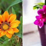 Ένα δισκίο και τα φυτά θα μεγαλώσουν: Πώς να προετοιμάσετε λίπασμα για λουλούδια Ένα δισκίο και τα φυτά θα μεγαλώσουν: Πώς να προετοιμάσετε