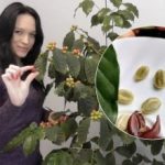 Ένα δέντρο καφέ στο διαμέρισμα: πώς μια Ουκρανή καλλιεργεί τον