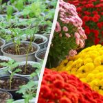 Πώς να καλλιεργήσετε ένα ολόκληρο παρτέρι από έναν θάμνο χρυσάνθεμων: μια αποδεδειγμένη μέθοδος Πώς να καλλιεργήσετε ένα ολόκληρο παρτέρι από έναν θάμνο χρυσάνθεμων: