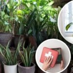 Πώς να αναζωογονήσετε τα βάζα το χειμώνα: ο κηπουρός έδειξε