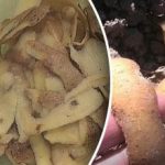 Ο καλύτερος τρόπος για να φτιάξετε λίπασμα από φλούδες πατάτας Ο καλύτερος τρόπος για να φτιάξετε λίπασμα από φλούδες πατάτας