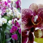 Πώς να κάνετε τις ορχιδέες, τα γεράνια, τις βιολέτες να