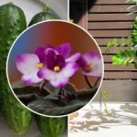 Γιατί τα λουλούδια των καταστημάτων μαραίνονται στο σπίτι: το μυστικό