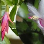 Μια αμπούλα και το φυτό ανθίζει: ένα φάρμακο φαρμακείου της πένας για το ντεκαμπρίστα έχει ονομαστεί Μια αμπούλα και το φυτό ανθίζει: ένα φάρμακο φαρμακείου της