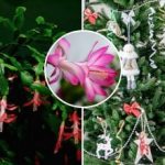 Οι Δεκέμβρηδες θα ανθίσουν την ημέρα των Χριστουγέννων: το μυστικό