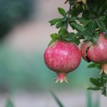 Είναι δυνατόν να καλλιεργήσετε ένα δέντρο ροδιού στο σπίτι: οι ειδικοί έχουν πει πώς ακριβώς Είναι δυνατόν να καλλιεργήσετε ένα δέντρο ροδιού στο σπίτι: οι