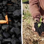 4 απροσδόκητοι τρόποι χρήσης του κάρβουνου στον κήπο 4 απροσδόκητοι τρόποι χρήσης του κάρβουνου στον κήπο