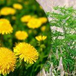 Portulaca, wheatgrass, ragweed: πώς να απαλλαγείτε από τα ζιζάνια στον λαχανόκηπο για πάντα Portulaca, wheatgrass, ragweed: πώς να απαλλαγείτε από τα ζιζάνια στον